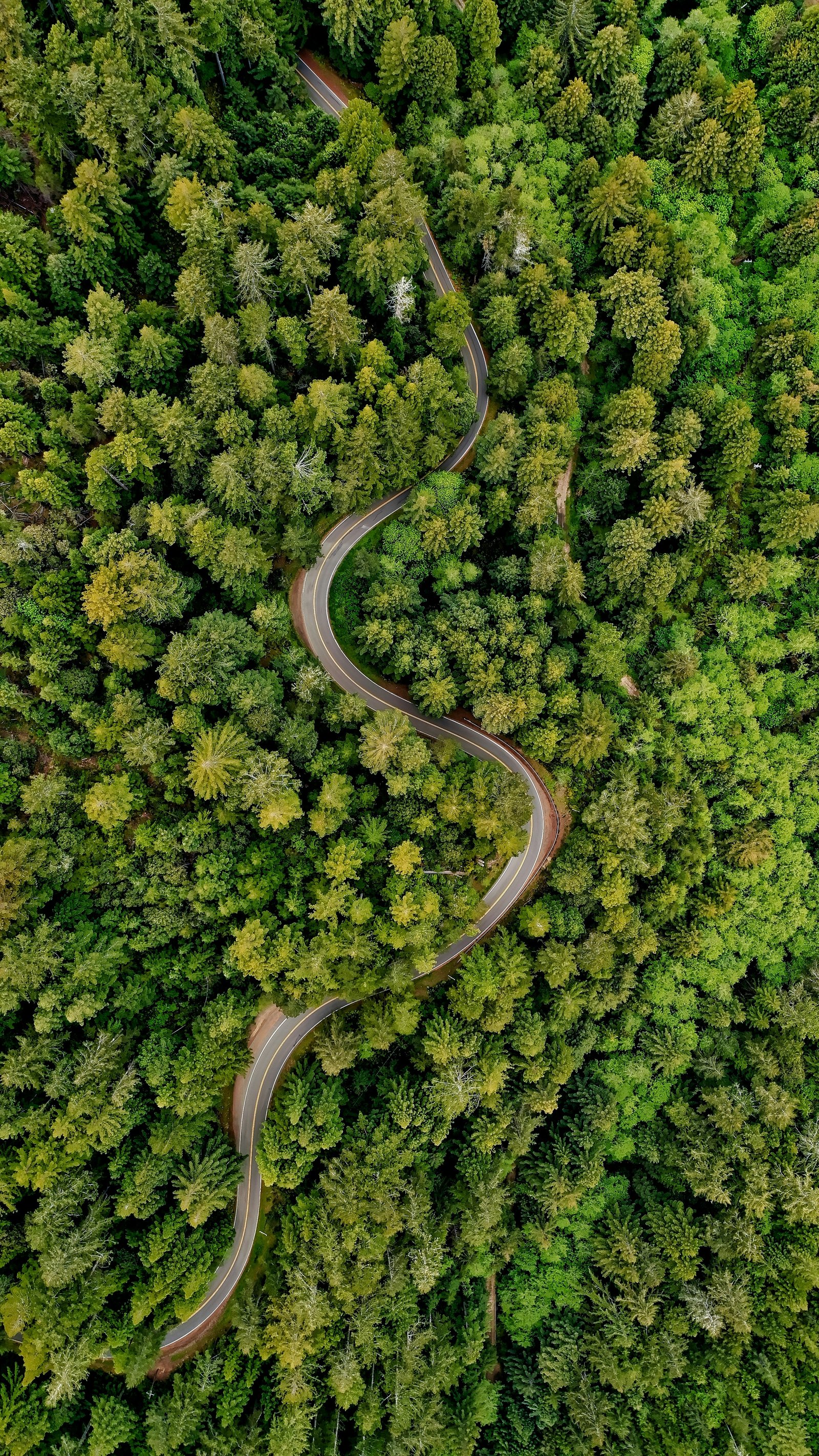Forest road from above